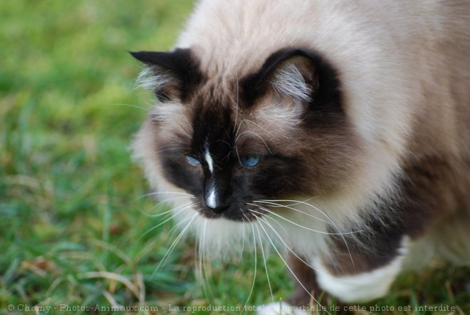 Photo de Ragdoll