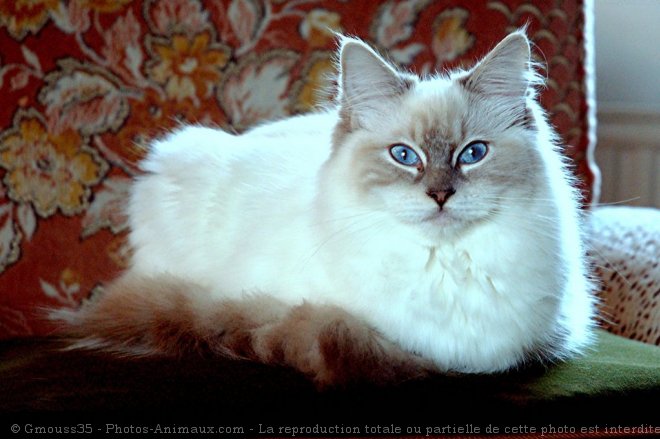 Photo de Ragdoll