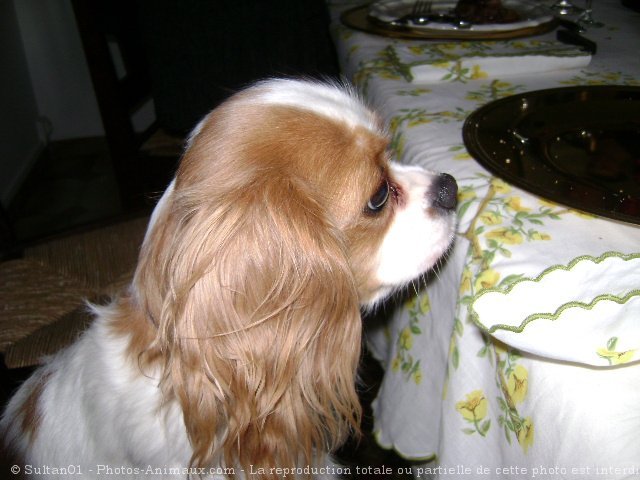 Photo de Cavalier king charles spaniel