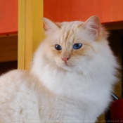 Photo de Sacr de birmanie