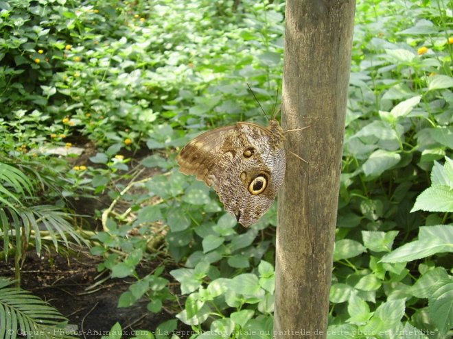 Photo de Papillon