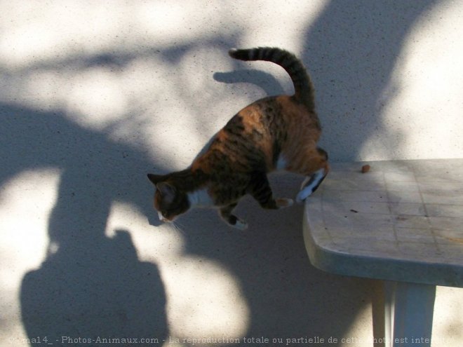 Photo de Chat domestique