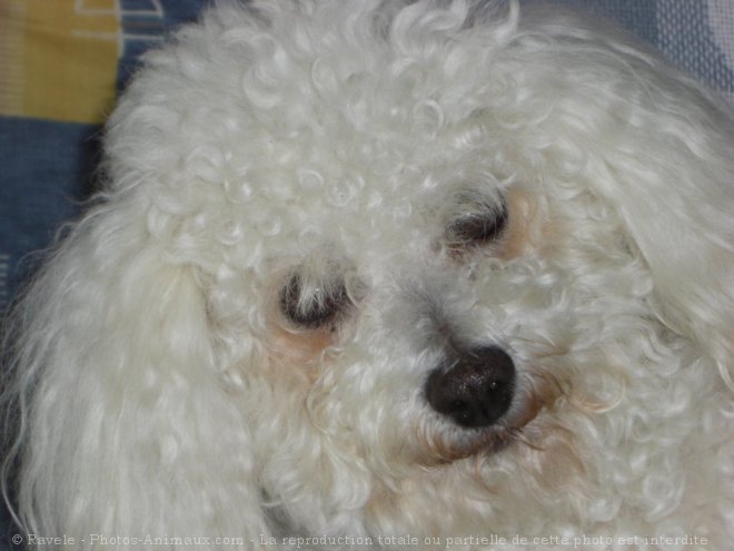 Photo de Bichon  poil fris