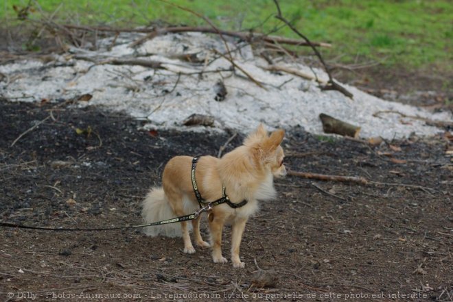 Photo de Chihuahua  poil long