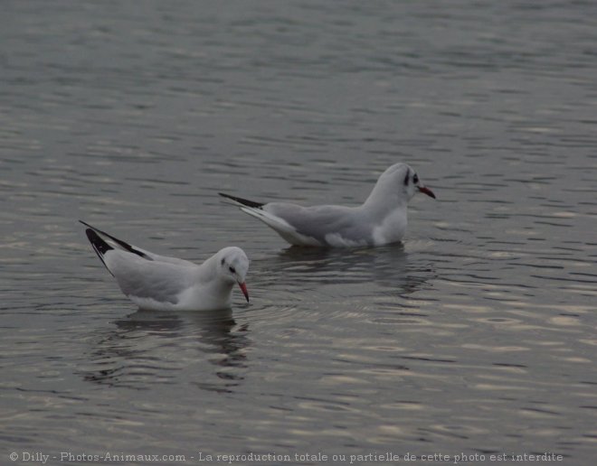 Photo de Mouette