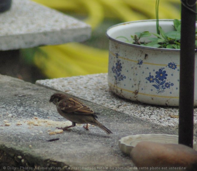 Photo de Moineau