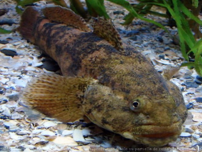 Photo de Poissons exotiques