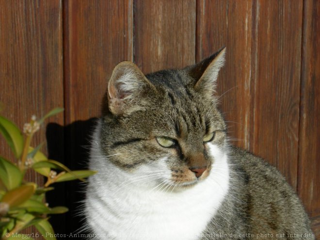 Photo de Chat domestique