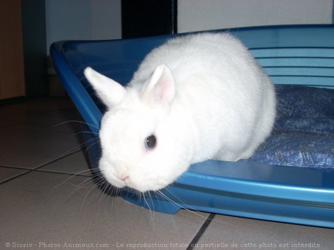 Photo de Lapin