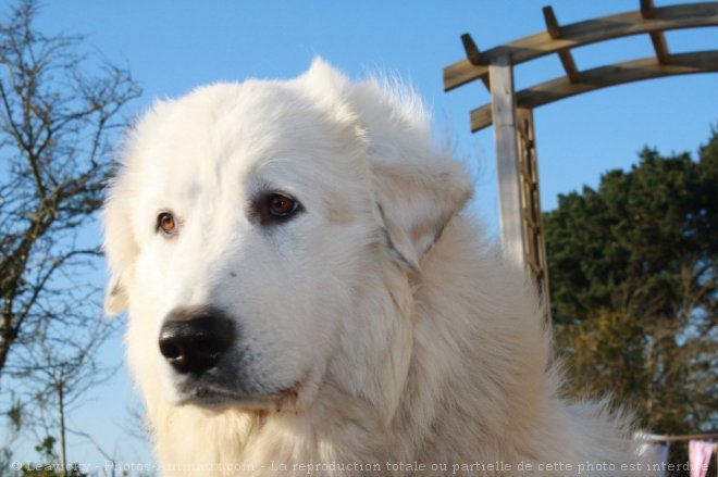 Photo de Chien de montagne des pyrnes