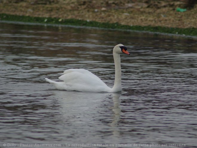 Photo de Cygne