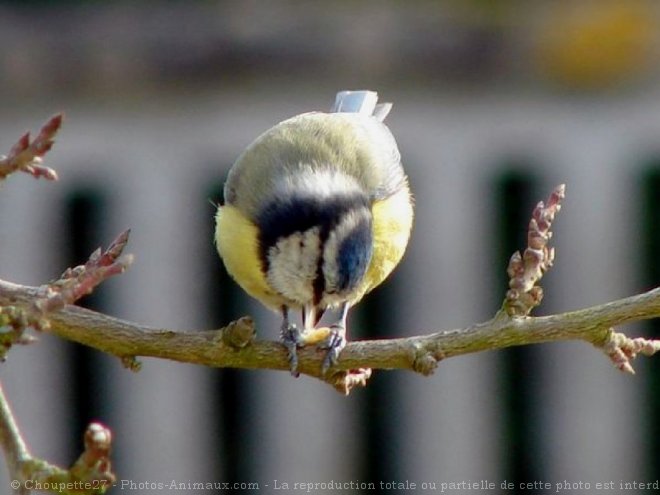 Photo de Msange bleue