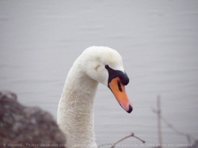 Photo de Cygne