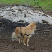 Photo de Chihuahua  poil long