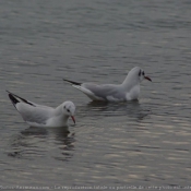 Photo de Mouette