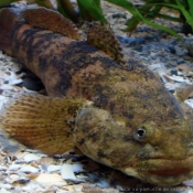 Photo de Poissons exotiques