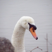 Photo de Cygne