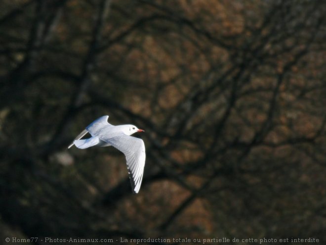 Photo de Mouette