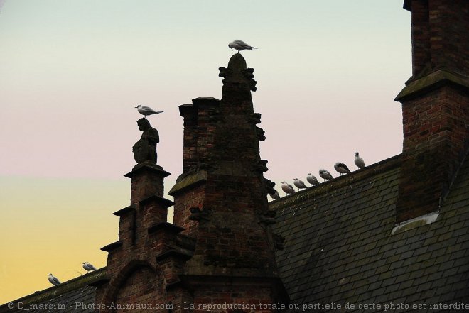 Photo de Mouette