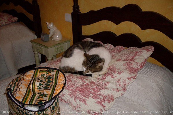 Photo de Chat domestique