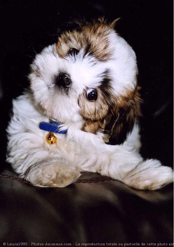 Photo de Shih tzu