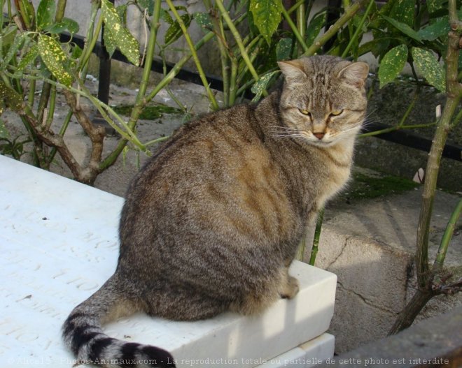 Photo de Chat domestique