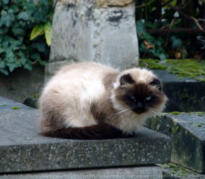 Photo de Chat domestique