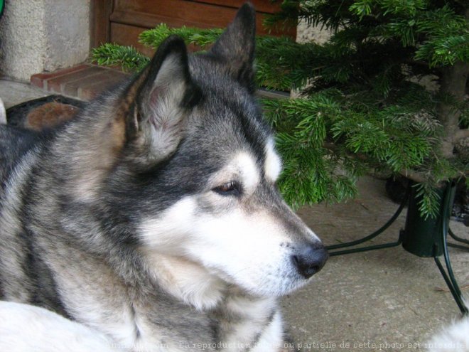 Photo de Malamute de l'alaska