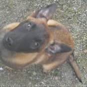 Photo de Berger belge malinois