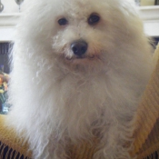 Photo de Bichon  poil fris