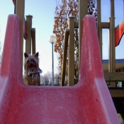 Photo de Yorkshire terrier