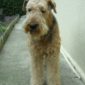 Photo d'Airedale terrier