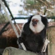 Photo de Singe - ouistiti de geoffroy