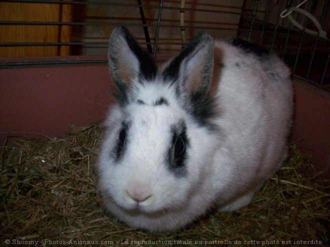 Photo de Lapin