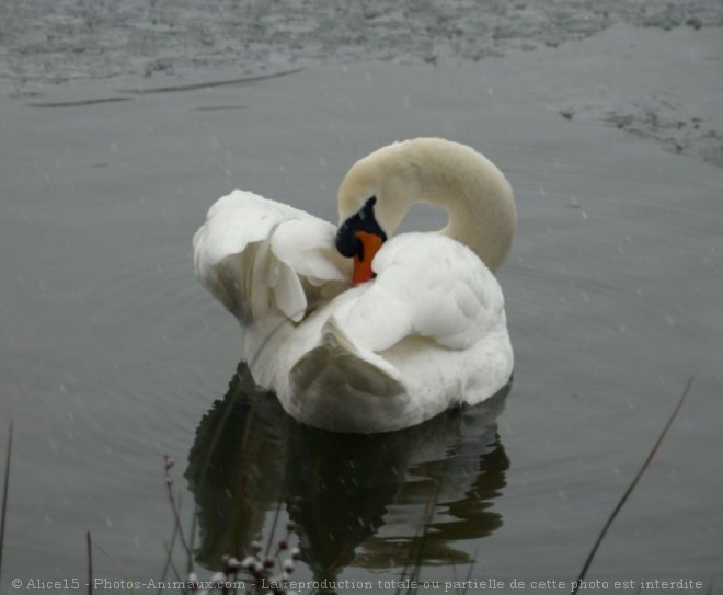 Photo de Cygne