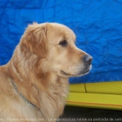 Photo de Golden retriever