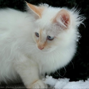 Photo de Sacr de birmanie