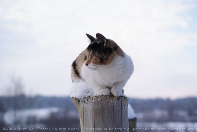 Photo de Chat domestique