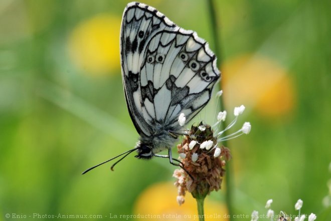 Photo de Papillon