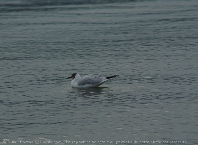 Photo de Mouette