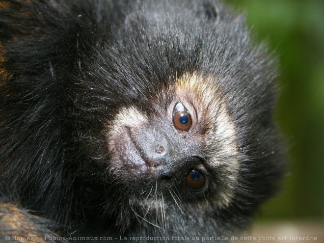 Photo de Singe - tamarin  mains rousses