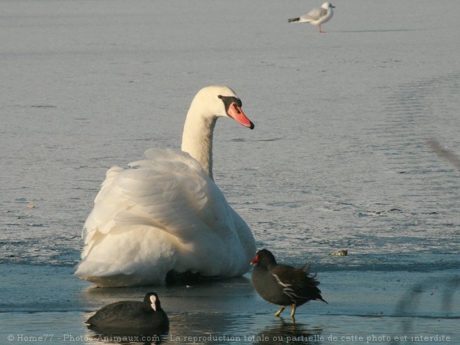 Photo de Cygne