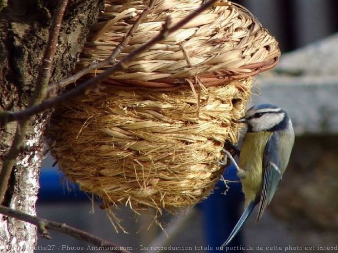 Photo de Msange bleue