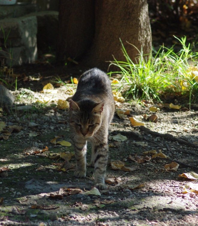 Photo de Chat domestique