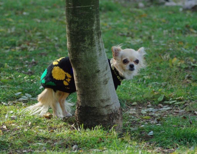 Photo de Chihuahua  poil long