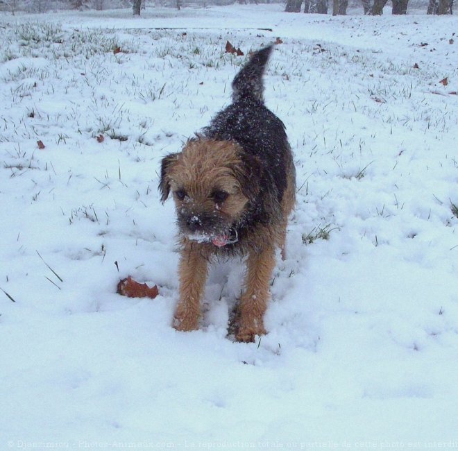 Photo de Border terrier