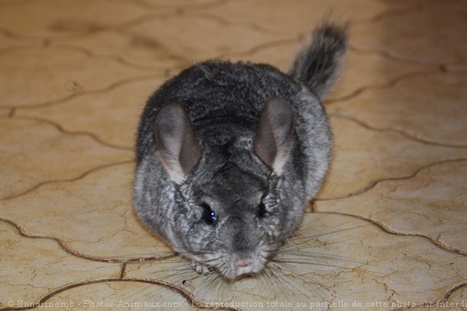 Photo de Chinchilla