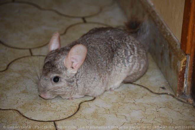 Photo de Chinchilla