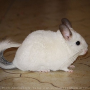 Photo de Chinchilla