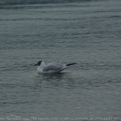 Photo de Mouette